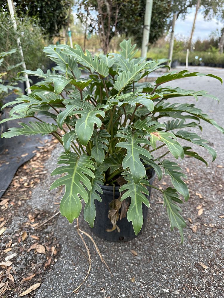 philodendron-xanadu