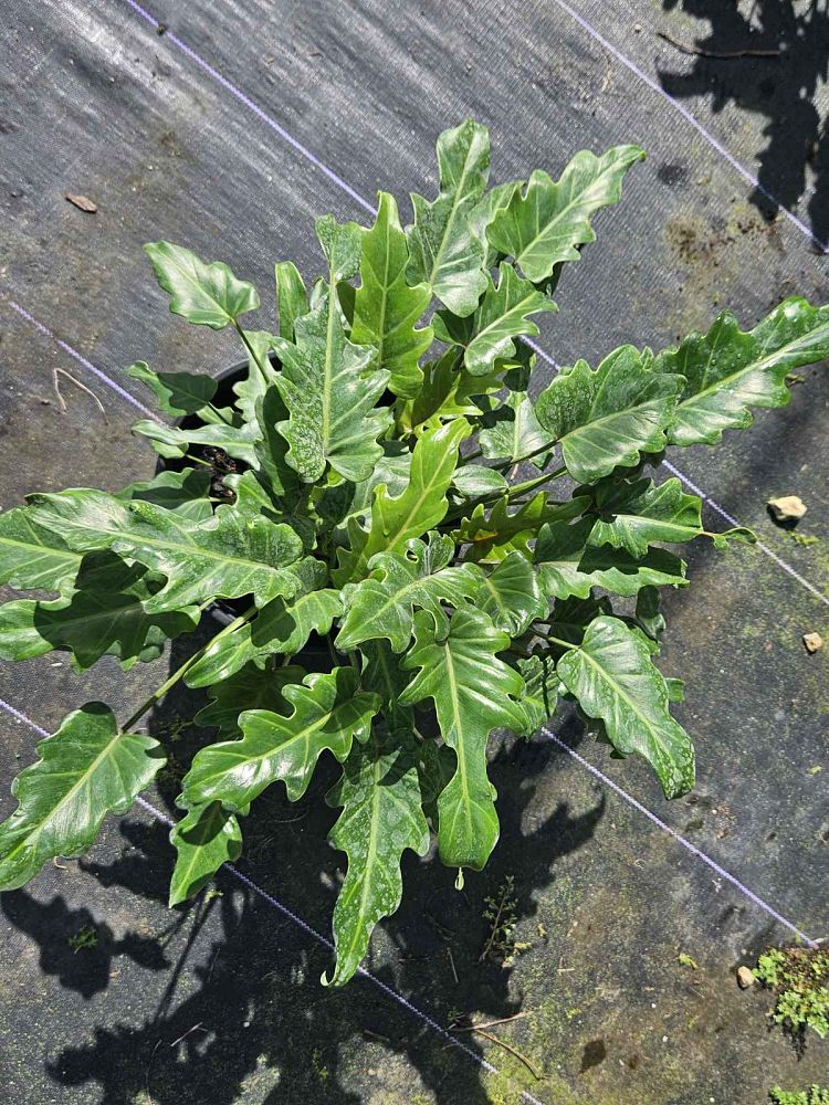 philodendron-xanadu