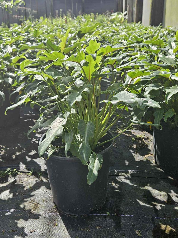 philodendron-xanadu