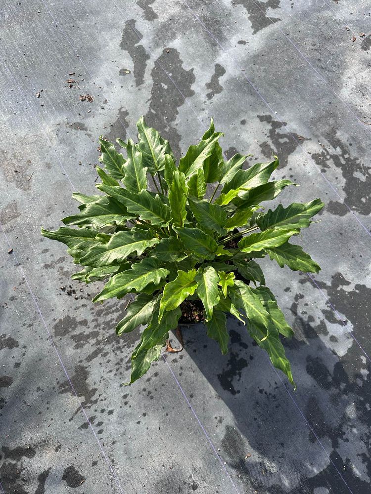 philodendron-xanadu