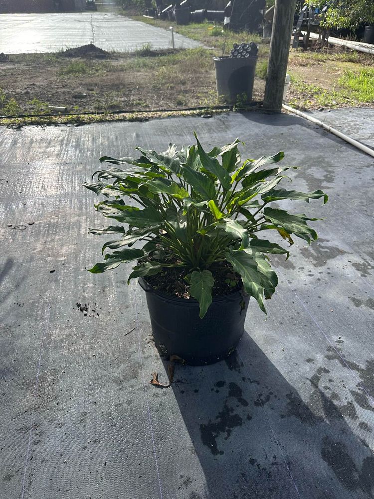 philodendron-xanadu
