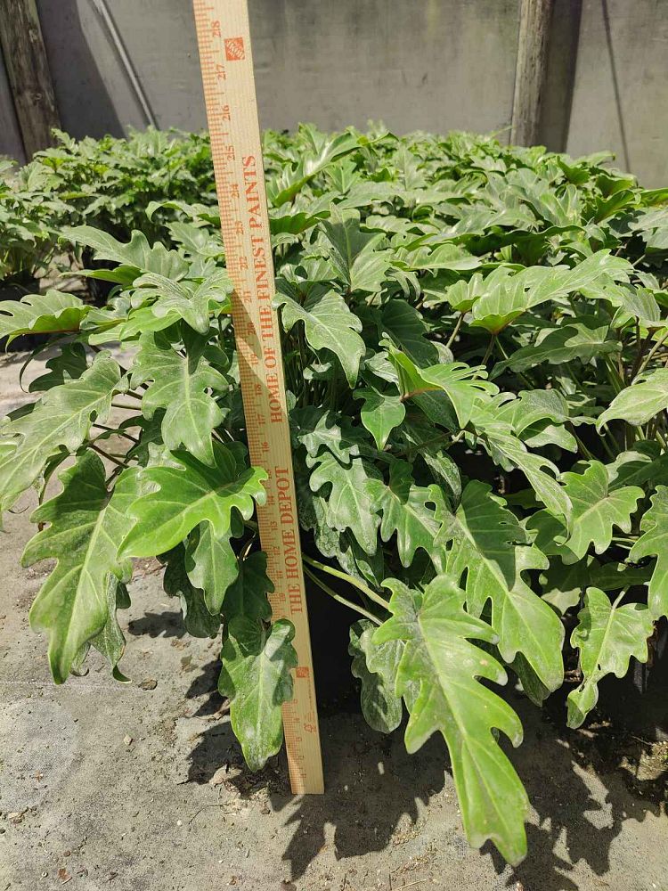 philodendron-xanadu