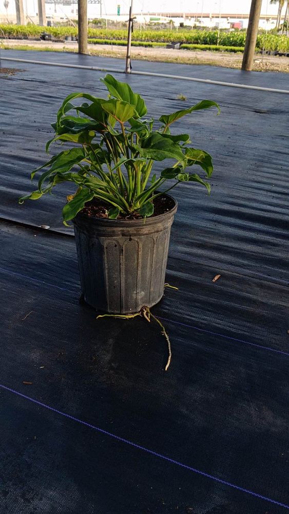 philodendron-xanadu