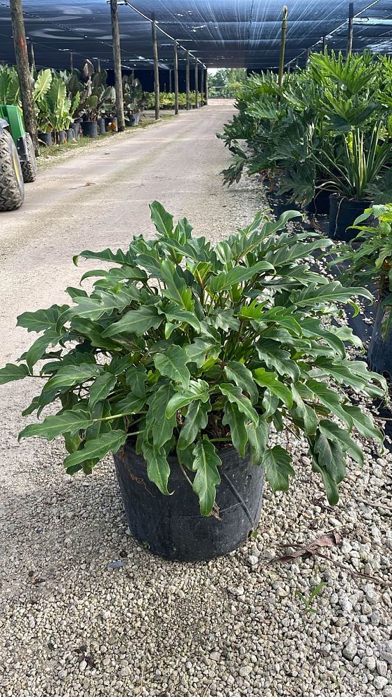 philodendron-xanadu