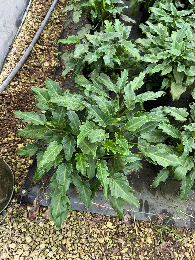 philodendron-xanadu
