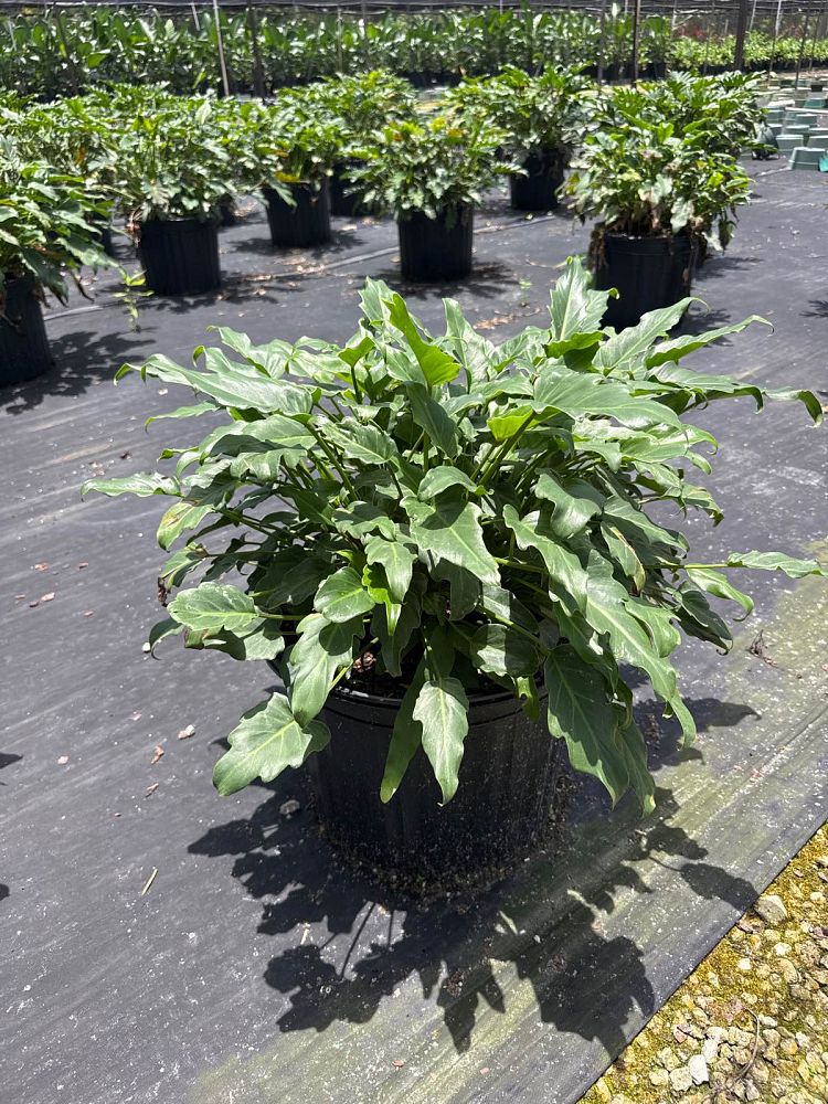 philodendron-xanadu