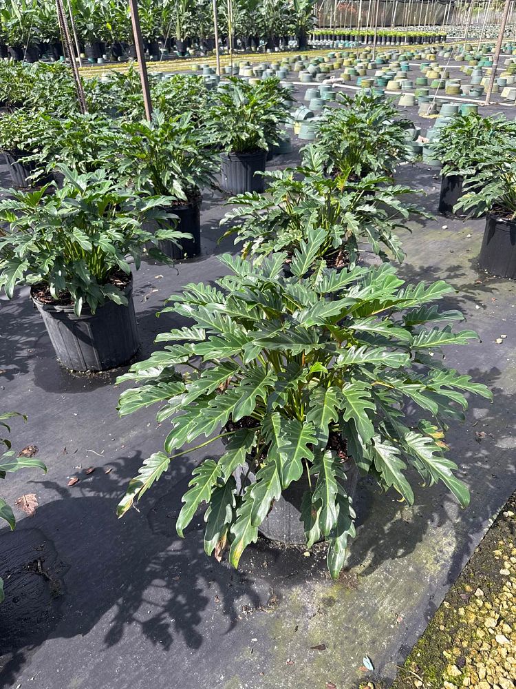 philodendron-xanadu