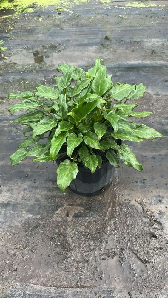 philodendron-xanadu