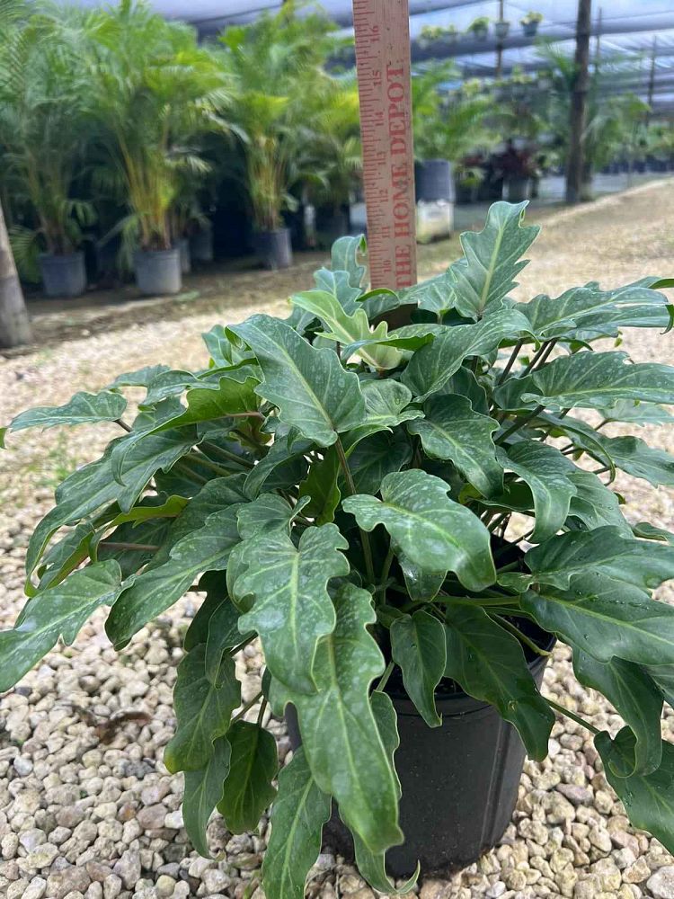 philodendron-xanadu