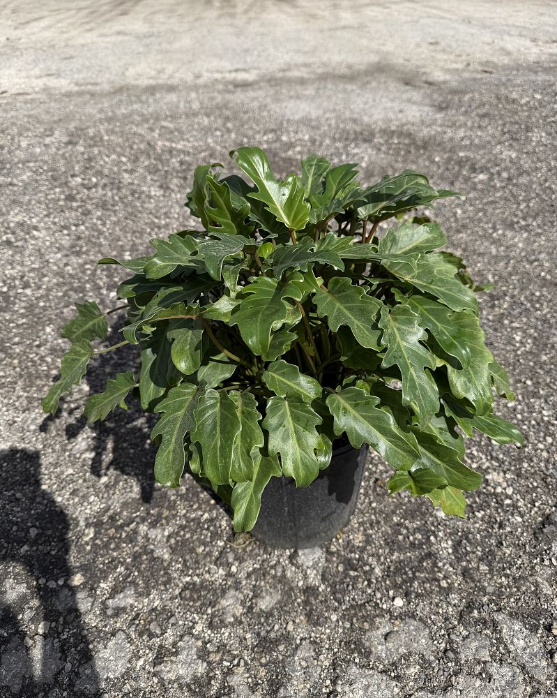 philodendron-xanadu