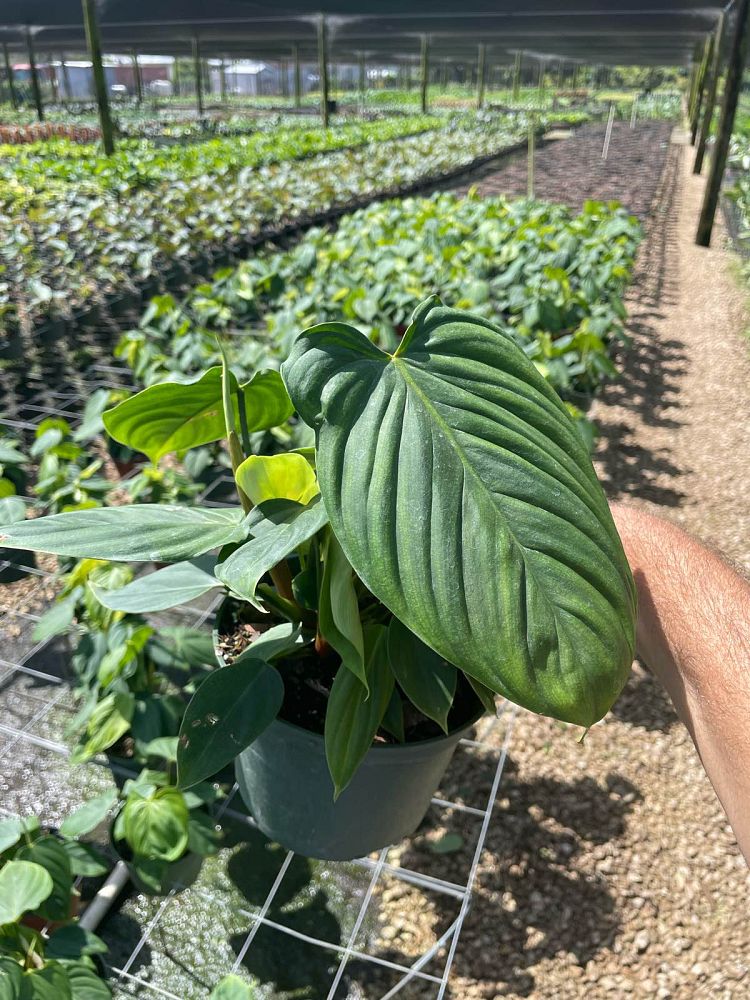 phiodendron-nangaritense