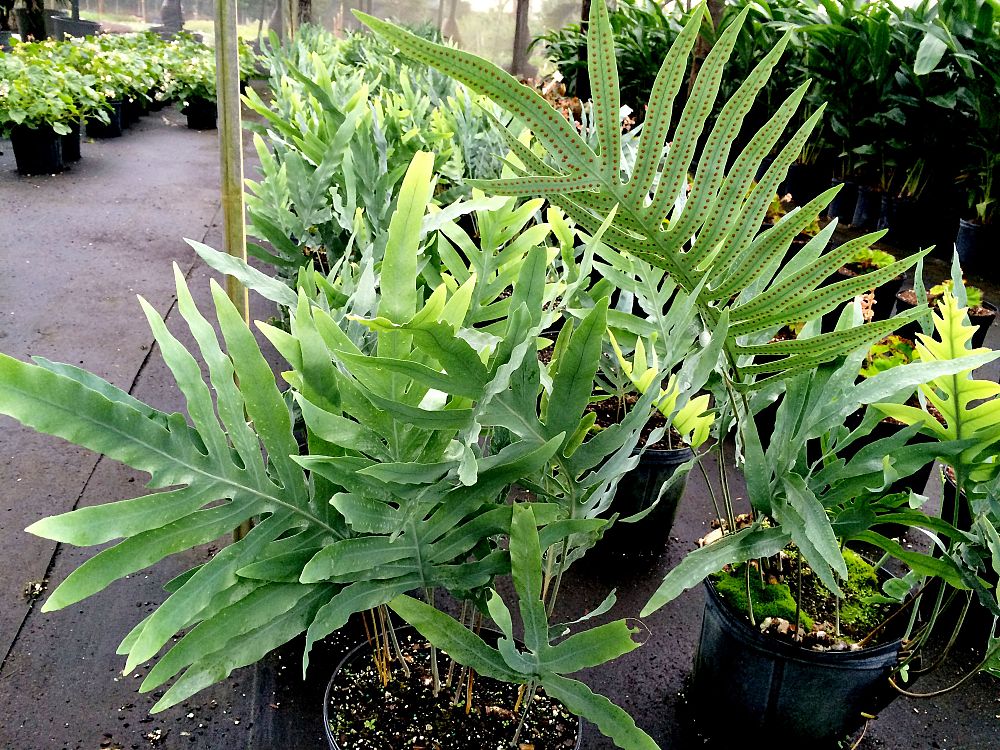 phlebodium-aureum-blue-star-golden-serpent-fern-cabbage-palm-fern-bear-s-paw-fern-polypodium-aureum-blue-star-wart-fern