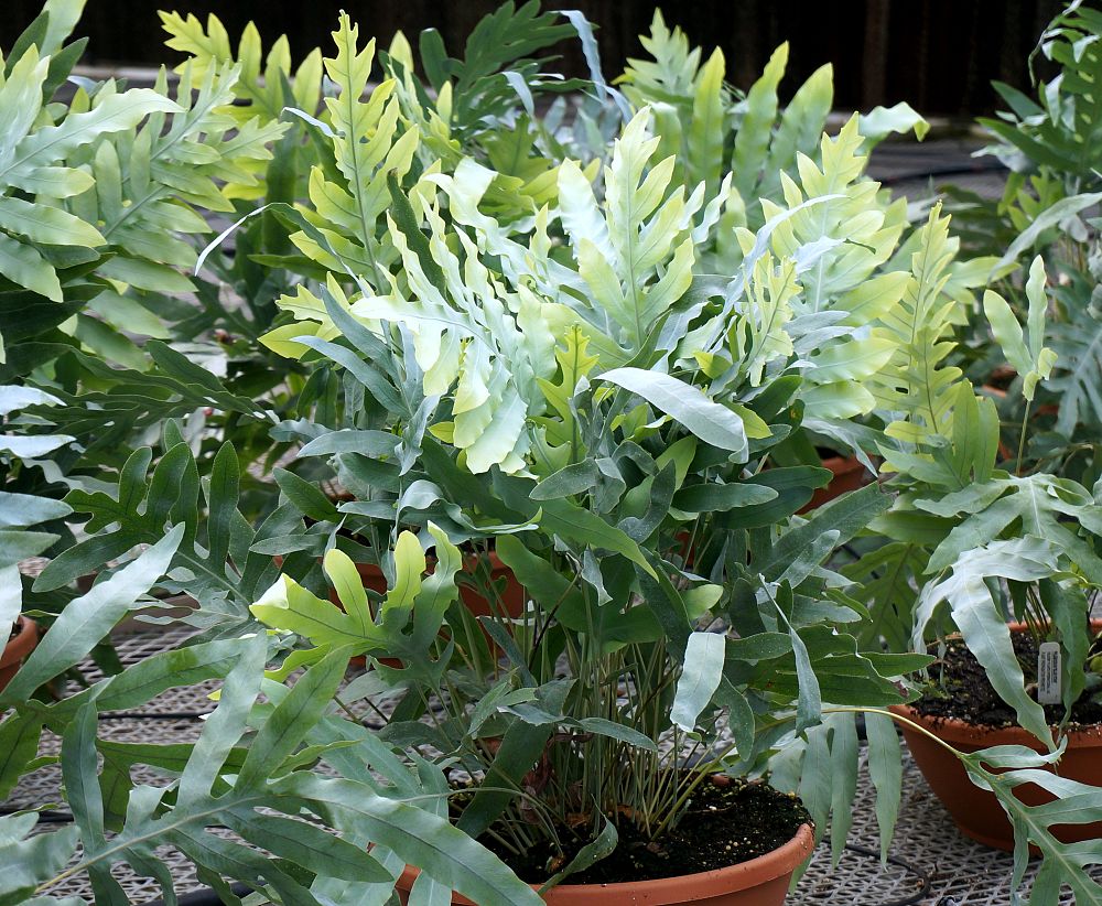 phlebodium-aureum-blue-star-golden-serpent-fern-cabbage-palm-fern-bear-s-paw-fern-polypodium-aureum-blue-star-wart-fern