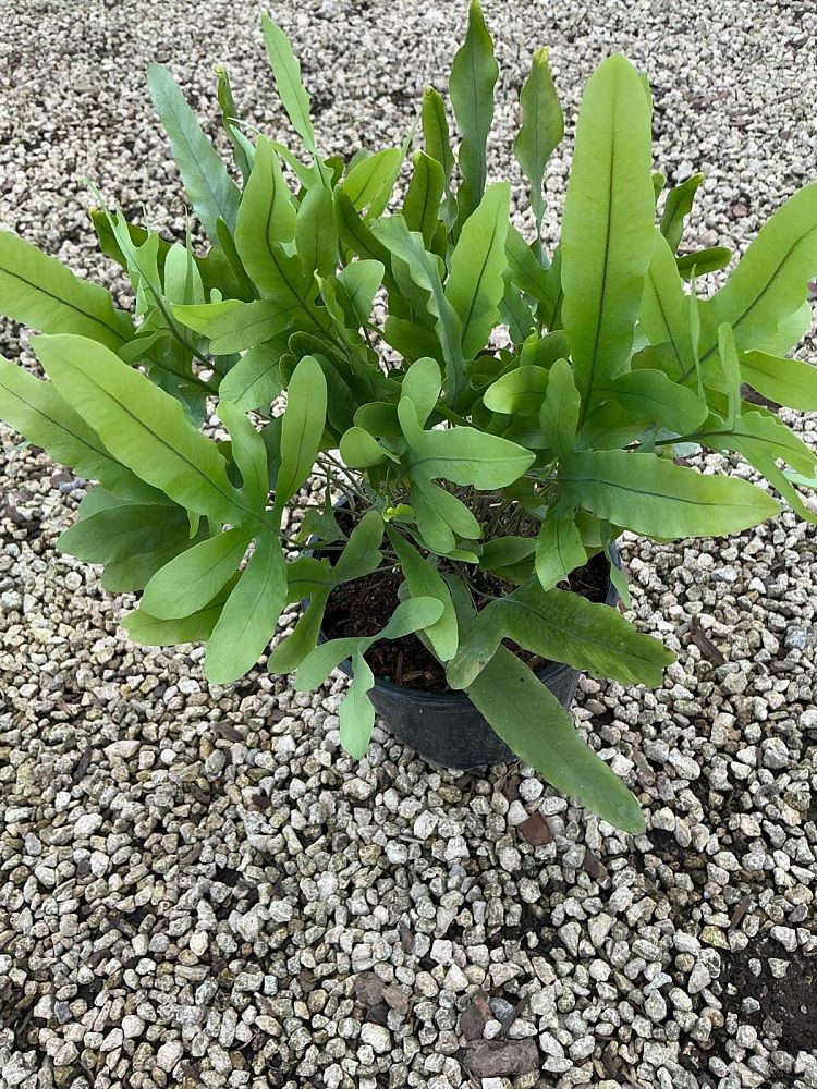 phlebodium-aureum-blue-star-golden-serpent-fern-cabbage-palm-fern-bear-s-paw-fern-polypodium-aureum-blue-star-wart-fern