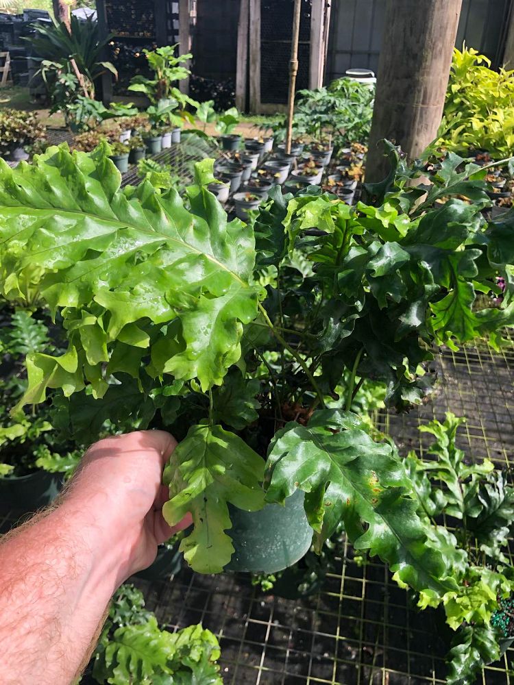 phlebosia-nicolas-diamond-nicolas-diamond-fern