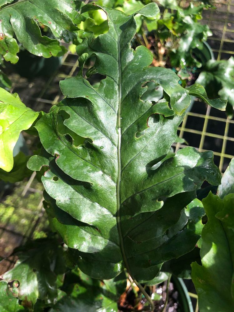 phlebosia-nicolas-diamond-nicolas-diamond-fern