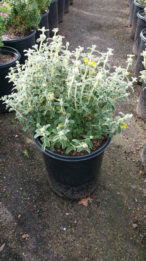 phlomis-fruticosa-jerusalem-sage