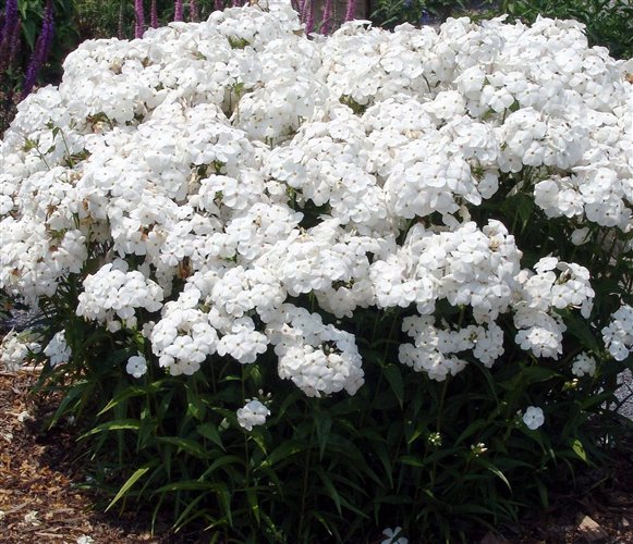 phlox-daughter-of-pearl