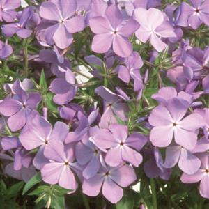 phlox-divaricata-blue-moon-wild-blue-phlox-wild-sweet-william-woodland-phlox-louisiana-phlox