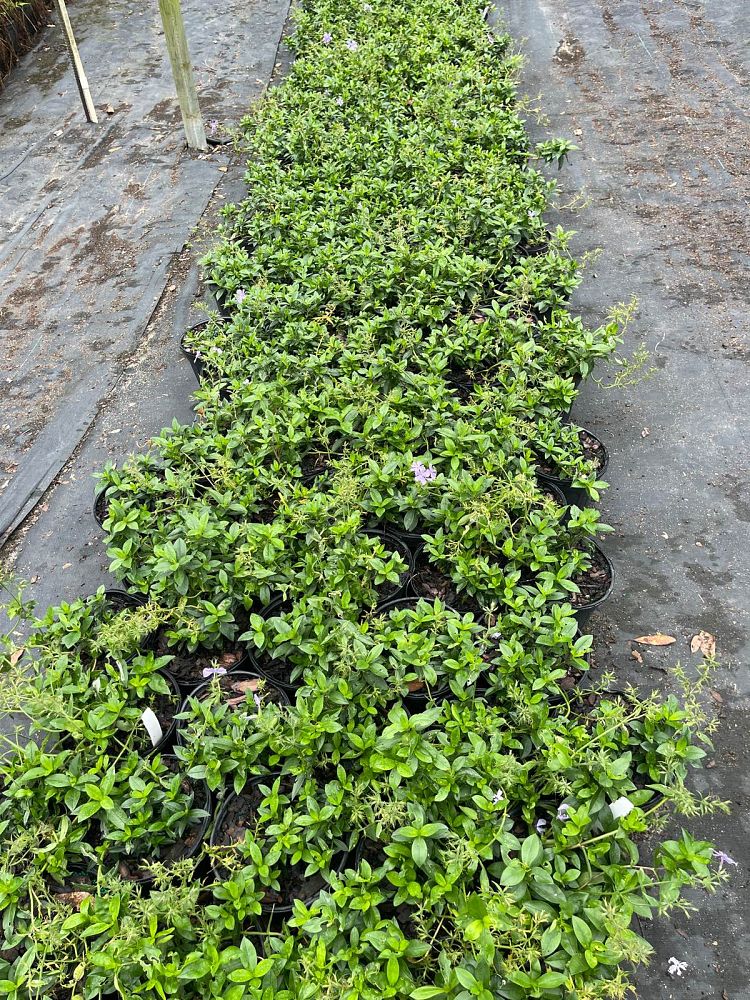 phlox-divaricata-blue-moon-wild-blue-phlox-wild-sweet-william-woodland-phlox-louisiana-phlox