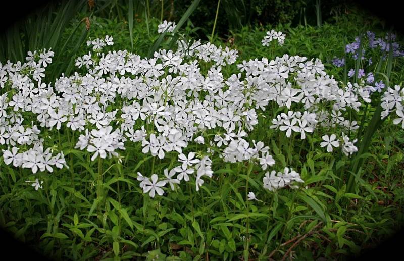 phlox-divaricata-may-breeze-wild-blue-phlox-wild-sweet-william-woodland-phlox-louisiana-phlox