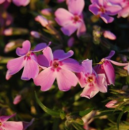 phlox-douglasii-ronsdorf-beauty-moss-phlox-creeping-phlox