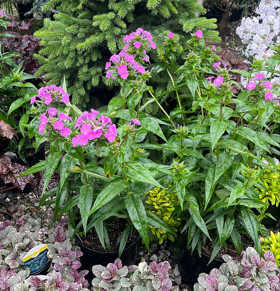 phlox-fashionably-early-flamingo