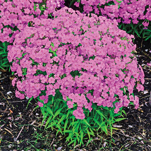 phlox-forever-pink