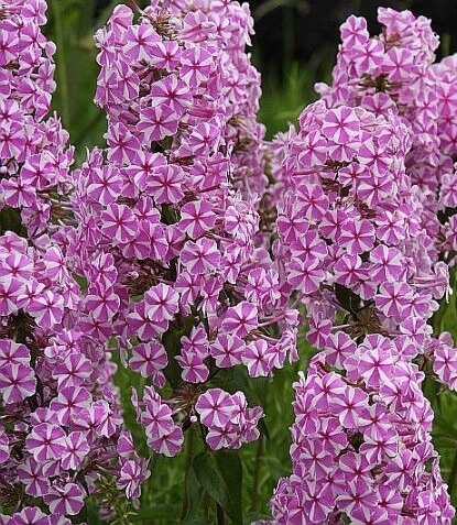 phlox-maculata-natascha-meadow-phlox-wild-sweet-william