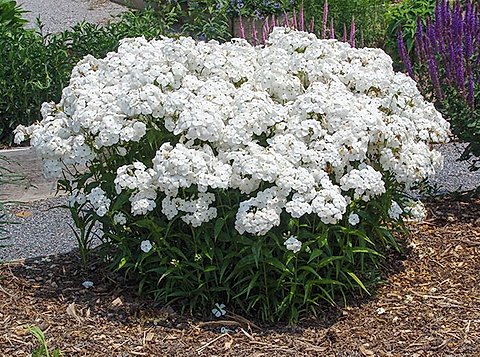 phlox-minnie-pearl