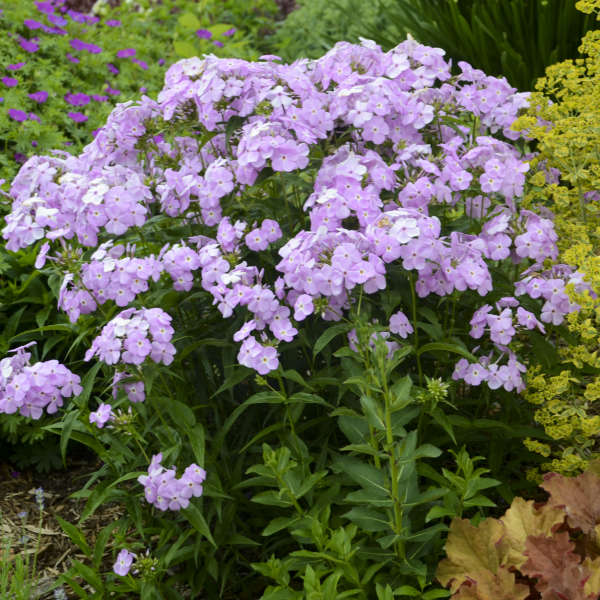 phlox-paniculata-amethyst-pearl
