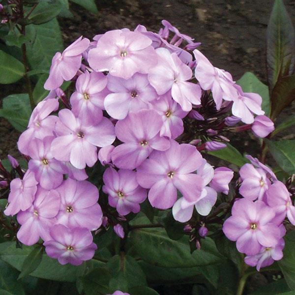 phlox-paniculata-blue-boy