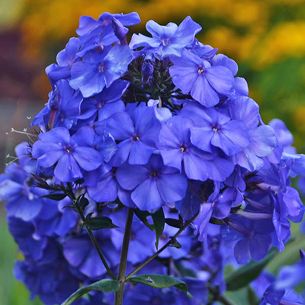 phlox-paniculata-blue-paradise