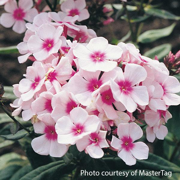 phlox-paniculata-bright-eyes