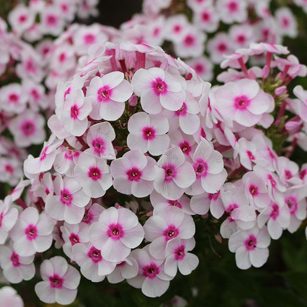 phlox-paniculata-cherry-cream
