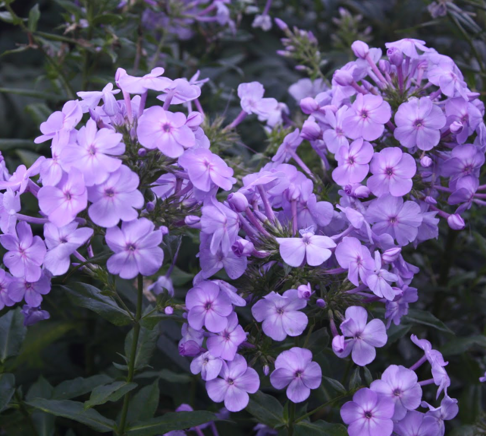 phlox-paniculata-david-s-lavender
