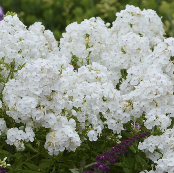 phlox-paniculata-david