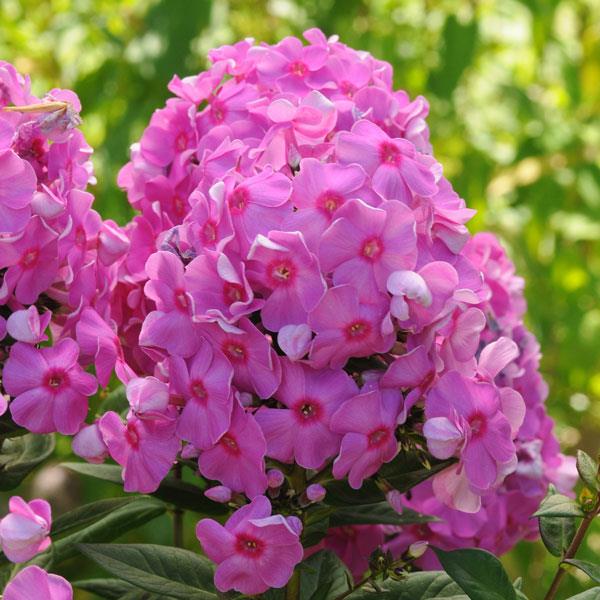 phlox-paniculata-eva-cullum