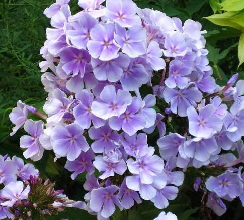 phlox-paniculata-franz-schubert