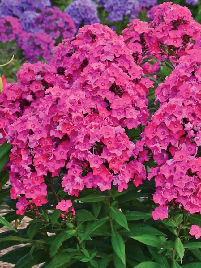 phlox-paniculata-glamour-girl-summer-phlox