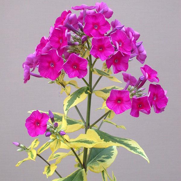 phlox-paniculata-goldmine-garden-phlox
