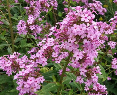 phlox-paniculata-jeana-garden-phlox
