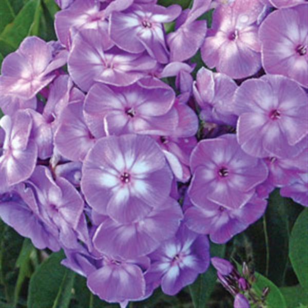 phlox-paniculata-laura-garden-phlox