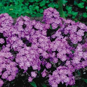 phlox-paniculata-nicky