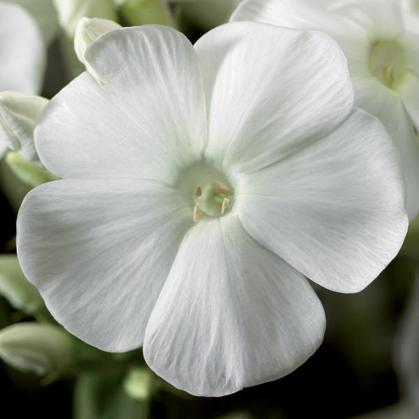phlox-paniculata-peacock-white-garden-phlox