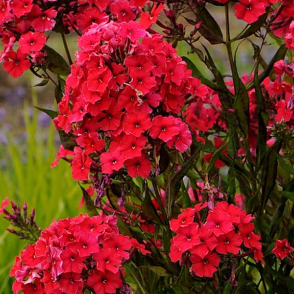 phlox-paniculata-red-riding-hood