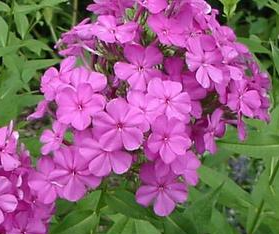 phlox-paniculata-robert-poore