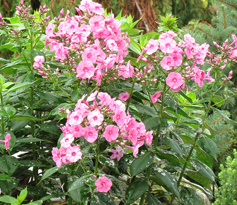 phlox-paniculata-shortwood