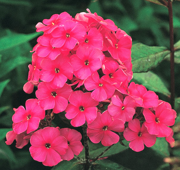 phlox-paniculata-starfire