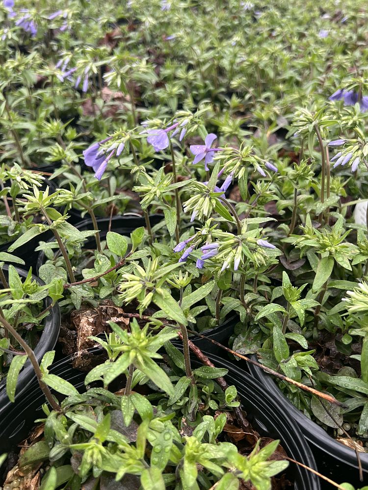 phlox-stolonifera-blue-ridge-creeping-phlox